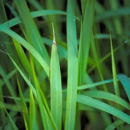 thumbnail for publication: Cogongrass (Imperata cylindrica) Biology, Ecology, and Management in Florida Grazing Lands